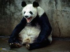 Tapeta National Geographic 496.jpg